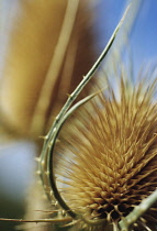 Teasel, Dipsacus fullonum.