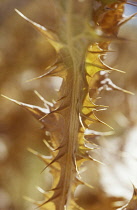 Thistle, Scotch thistle, Cotton thistle, Onopordum acanthium.