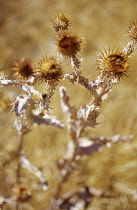 Thistle, Scotch thistle, Cotton thistle, Onopordum acanthium.