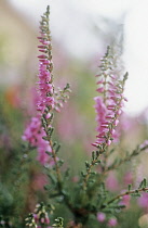 Heather, Calluna vulgaris.