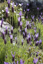 Lavender, French lavender, Lavandula stoechas.