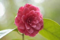 Camellia.