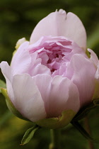 Peony, Paeonia.