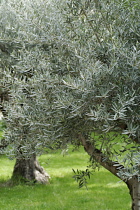 Olive, Olea europea.