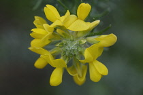 Gorse, Ulex europaeus.