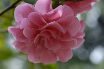 Camellia.