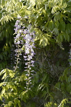 Wisteria.