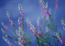 Heather, Calluna.