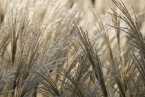 Miscanthus, Chinese SIlver Grass, Miscanthus sinensis.