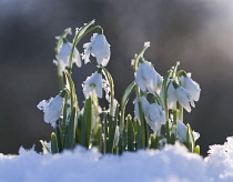 Snowdrop, Galanthus.