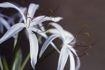 Crinum lily, Crinum.