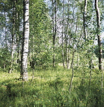 Birch, Betula.