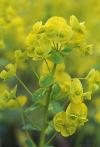 Euphorbia, Spurge, Euphorbia Robbaie.