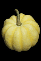 Gourd, Cucurbita pepo.