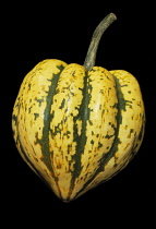 Gourd, Cucurbita pepo.