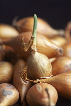 Onion, Allium cepa 'Sturon'.