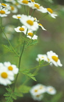 Feverfew, Tanacetum parthenium.