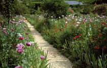 Poppy, Opium poppy, Papaver somniferum.