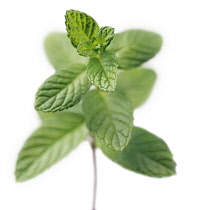 Mint, Spearmint, Mentha spicata.