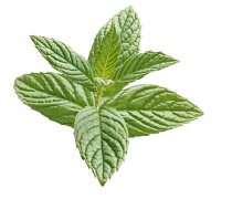 Mint, Spearmint, Mentha spicata.