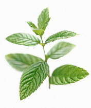 Mint, Spearmint, Mentha spicata.