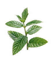 Mint, Spearmint, Mentha spicata.