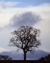 Oak, Acorn, Quercus robur.