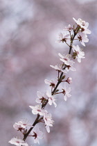 Almond, Prunus dulcis.