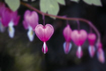 Bleedingheart, Dicentra.