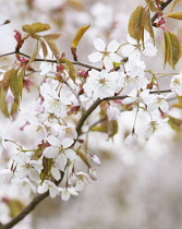 Cherry, Prunus.