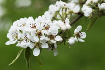 Pear, Pyrus communis 'Robin'.