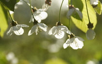 Cherry, Wild Cherry, Prunus avium.