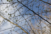 Hazel, Cob-nut, Corylus avellana.