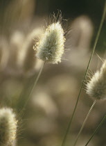 Hare's Tail, Lagurus ovatus.