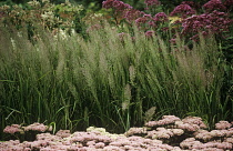 Korean feather reed grass, Calamagrostis brachytrica, Stipabrachytrica.
