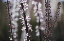 Cohosh, Bugbane, Cimicifuga simplex 'Brunette'.