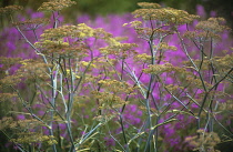 Fennel, Foeniculum vulgare.