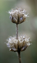 Phlomis, Phlomis tuberosa.