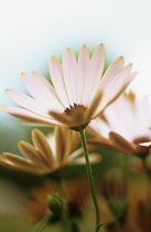 Osteospermum, Osteospermum 'Painted lady'.