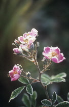 Rose, Wild rose, Dog rose, Rosa.