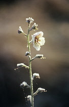 Verbascum, Verbascum.