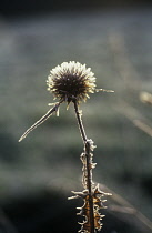 Globe thistle, Echinops.