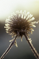 Globe thistle, Echinops.