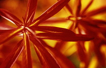 Euphorbia, Spurge, Euphorbia griffithi 'Fireglow'.