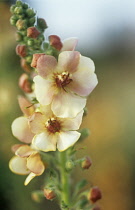 Verbascum, Mullein, Verbascum 'Cotswold Beauty'.