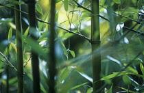 Bamboo, Black bamboo, Phyllostachys nigra.