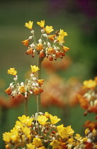 Primrose, Candelabra primrose, Primula, Primula candelabra.