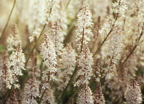 Foamflower, Tiarella cordifolia.