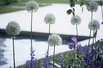 Allium, Allium 'Mount Everest'.