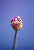 Allium, Allium Hollandicum 'Purple sensation'.